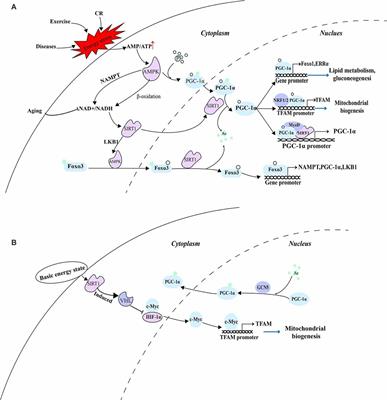 Relieving Cellular Energy Stress in Aging, Neurodegenerative, and Metabolic Diseases, SIRT1 as a Therapeutic and Promising Node